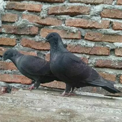 sepasang merpati Jawa sungut hias endemik asli indonesia