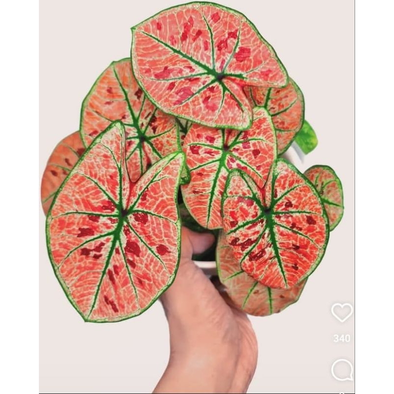 CALADIUM WONDERLAND ~ keladi wonderland