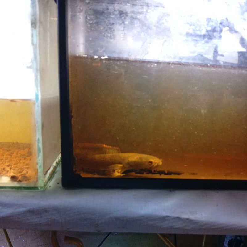 stiker channa limbata wc rim tebal