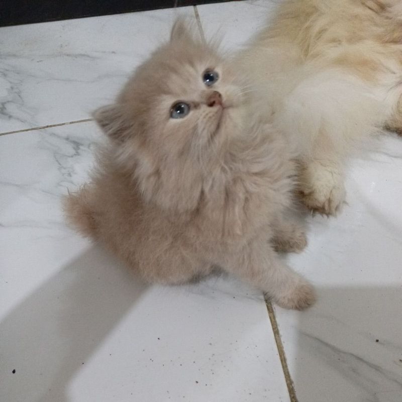 Kitten Persia Flatnose, anak kucing persia gemoy