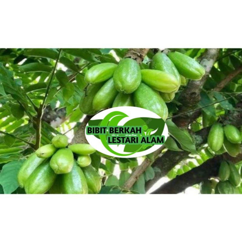 Bibit Belimbing wuluh siap berbuah super