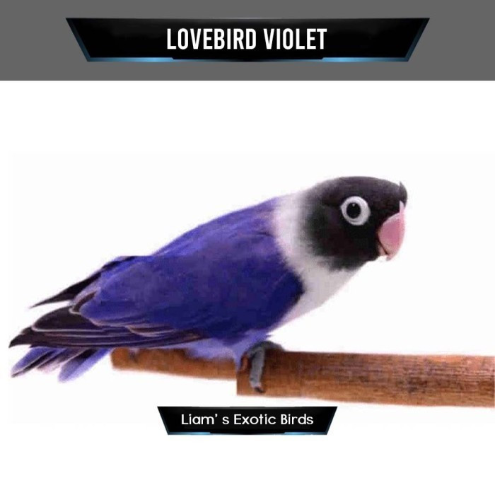 Burung Lovebird Violet Pilihan Mulus