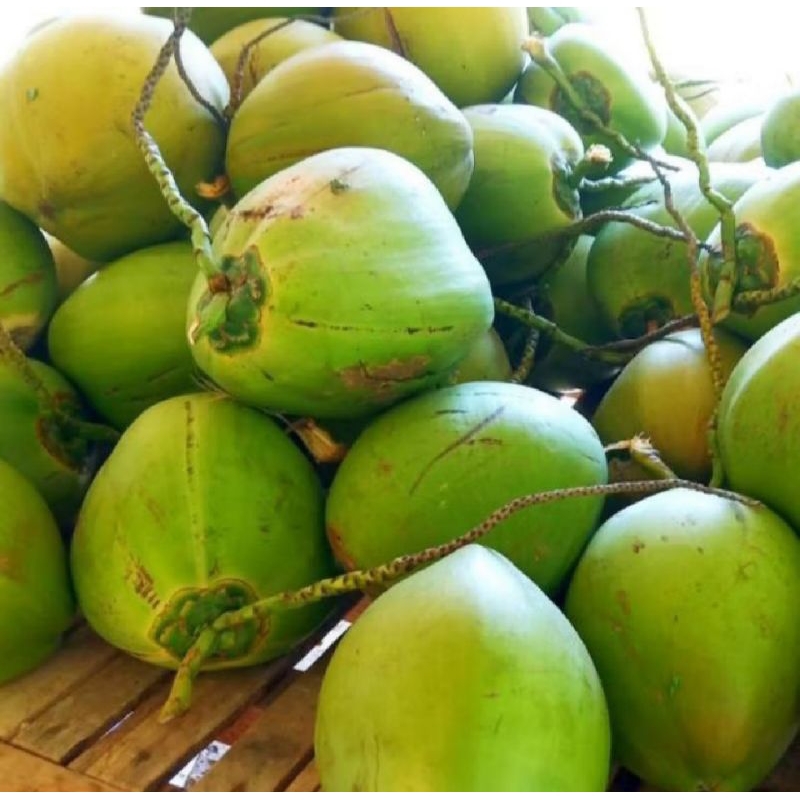 

kelapa muda per buah utuh/degan kelapa muda/kelapa muda Lumajang