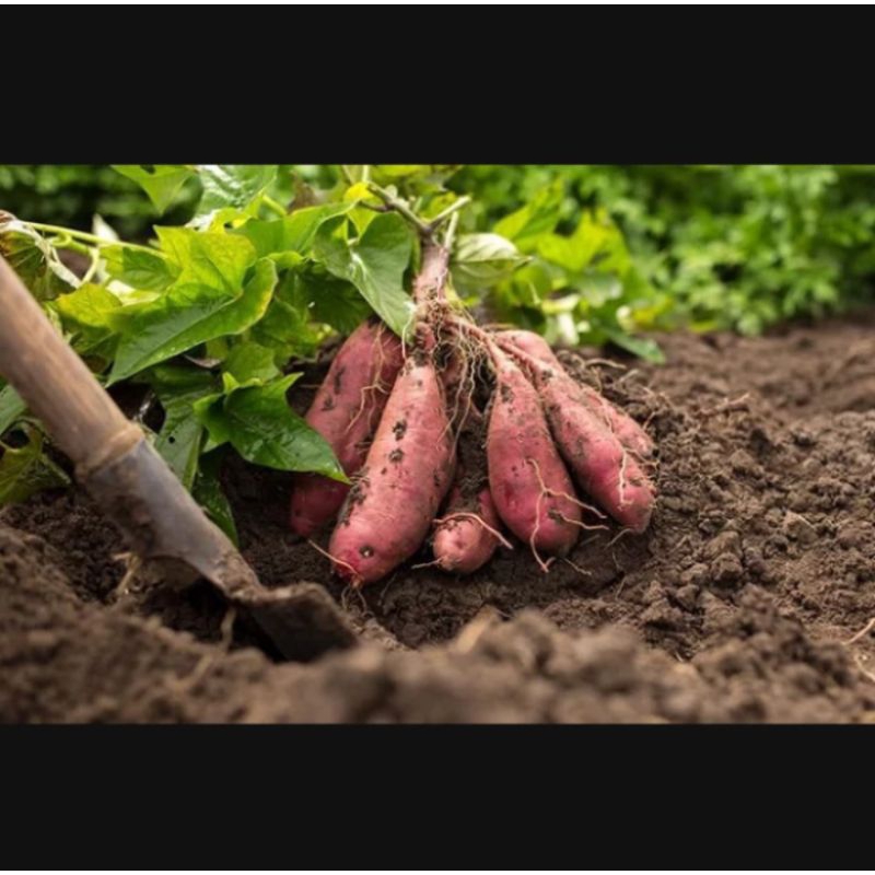 

1kg Ubi Cilembu manis pulen