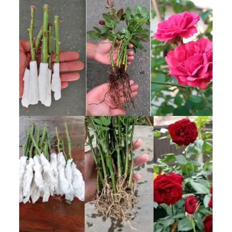 Bibit mawar merah /stek batang mawar merah