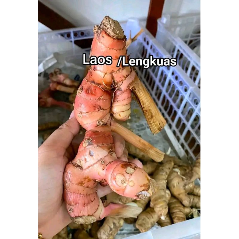 

Lengkuas (Laos) Lengkuas super besar 1kg