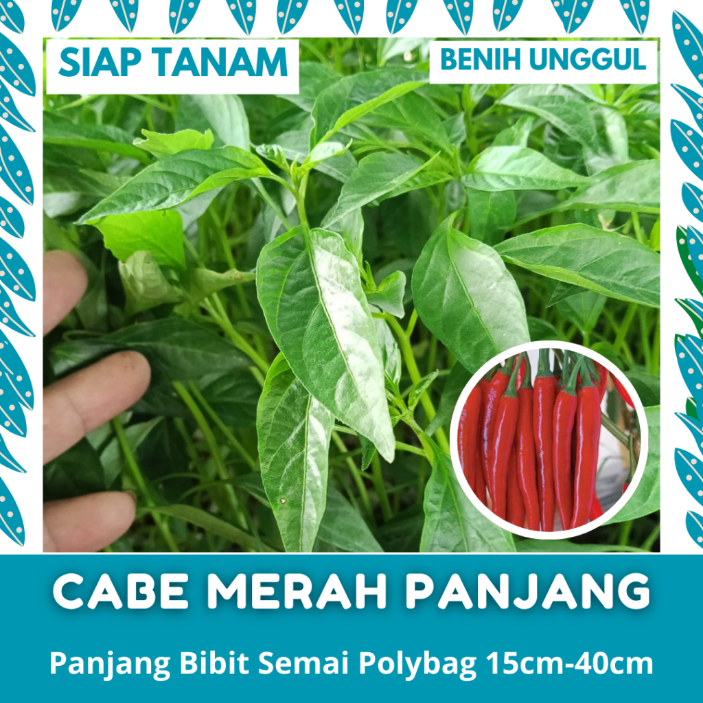 BENIH SEMAI: 1 BATANG BIBIT CABE MERAH BESAR PANJANG SIAP TANAM