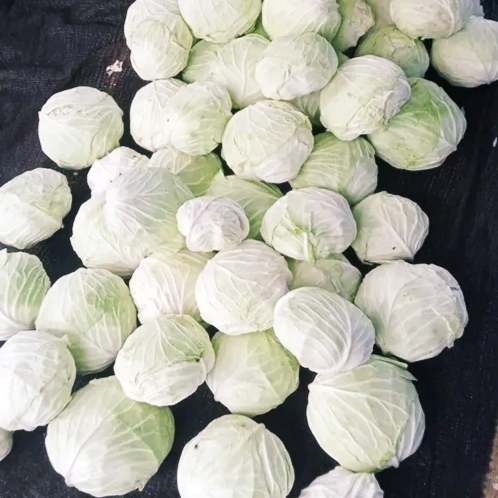 

Kol segar 1kg