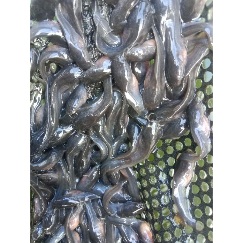 paket 500 ekor bonus 100 bibit ikan lele ukuran 3-4 cm/bibit lele sehat & gesit