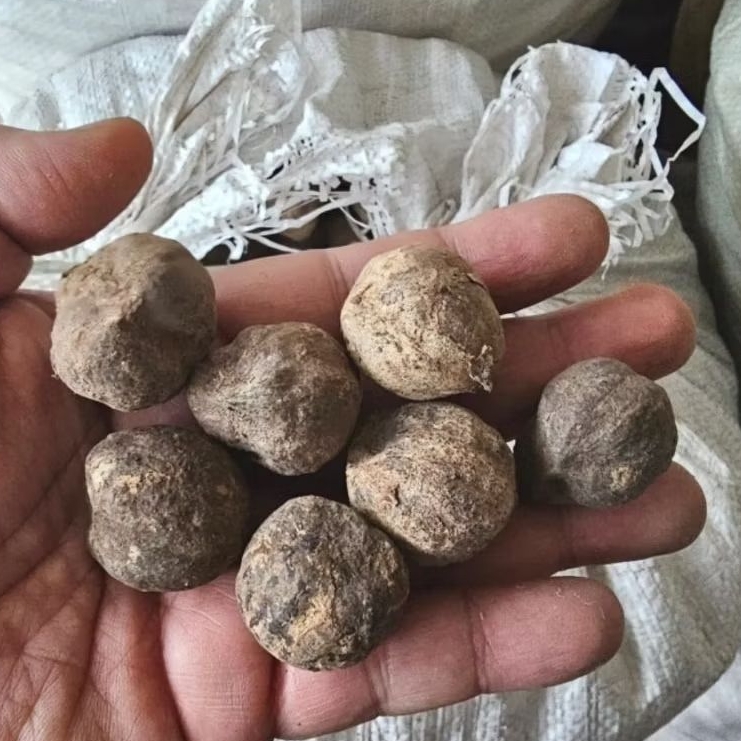 Kemiri Utuh 1kg - Masih Ada Cangkang Kulit