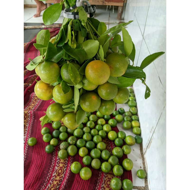 

jeruk sonkit murah