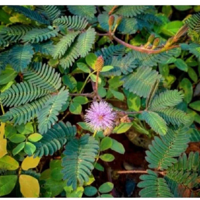 TANAMAN HERBAL, HERBAL PUTRI MALU, PUTRI MALU