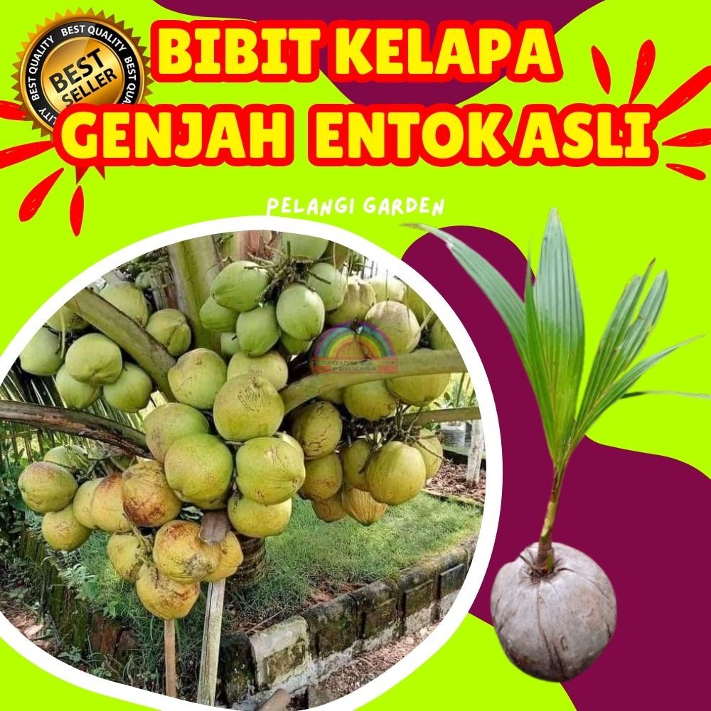 3 TAHUN BUAH..  Benih Kelapa Bonsai