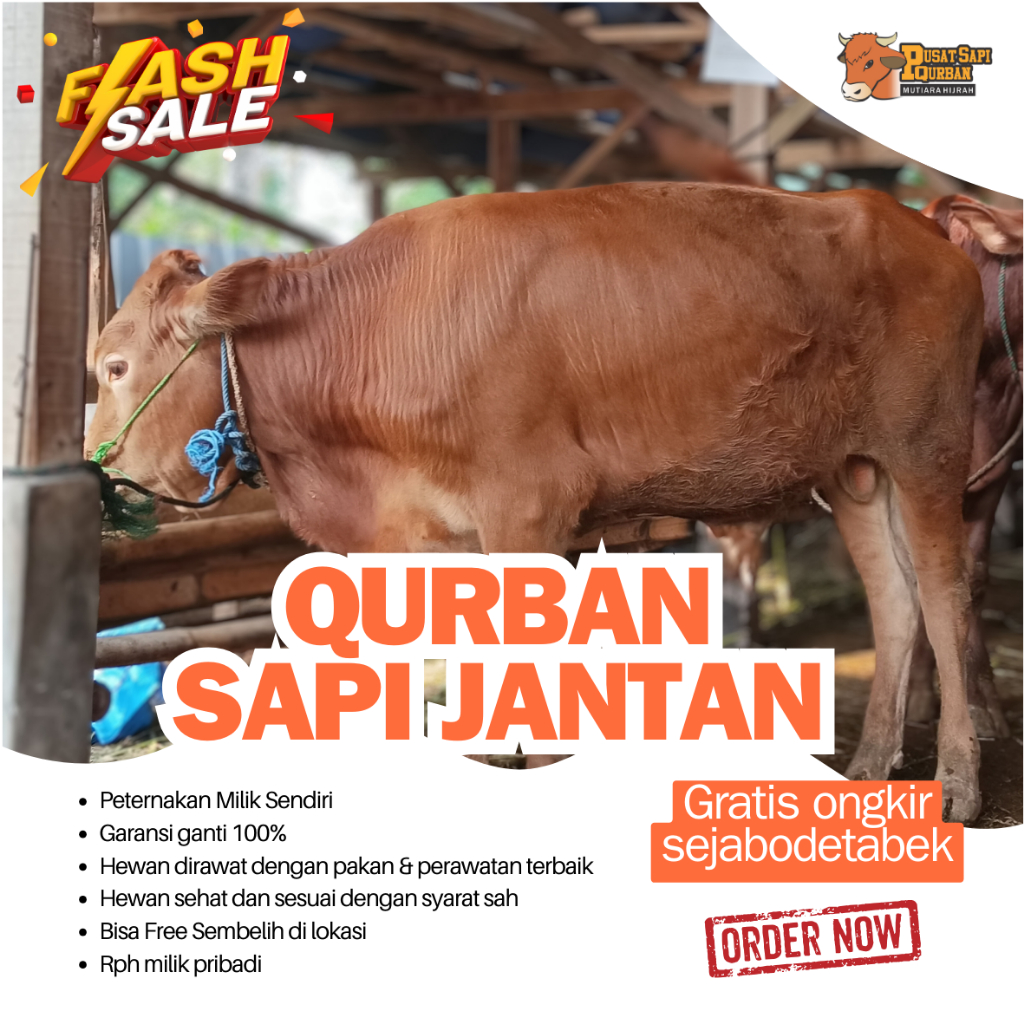 

Sapi Qurban Bisa Kirim Hidup Jabodetabek fre