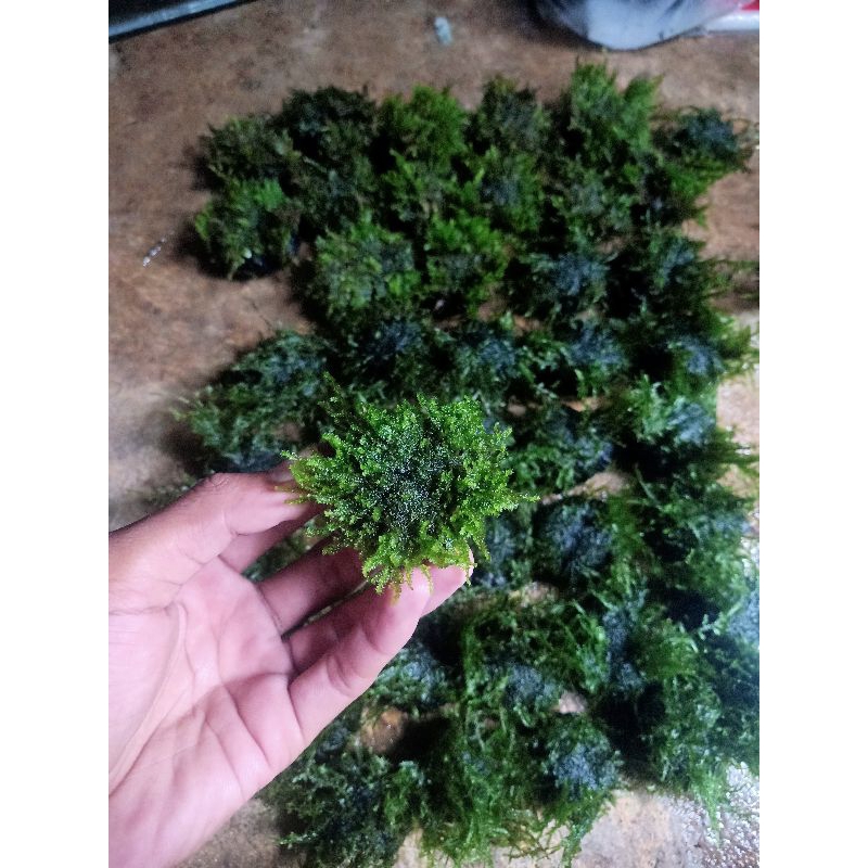 mos wabikusa aquascpe