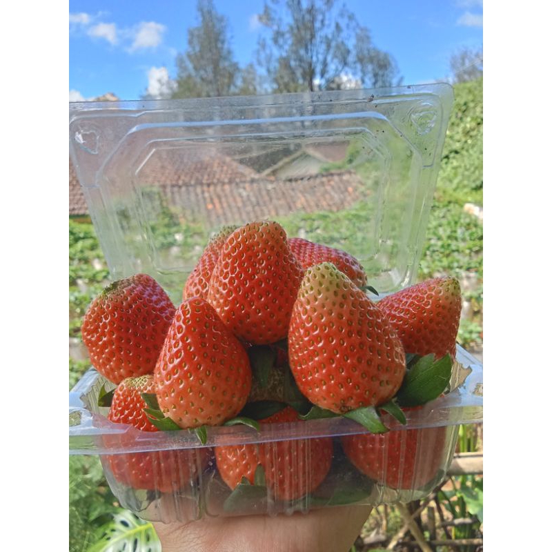 

STRAWBERRY FRESH BUKIT JAMUR CIWIDEY 1000gr