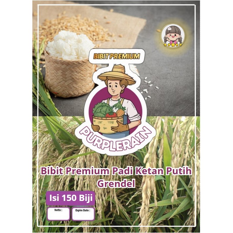 Bibit Premium Padi Ketan Putih Grendel | Biji Benih Padi Ketan Putih