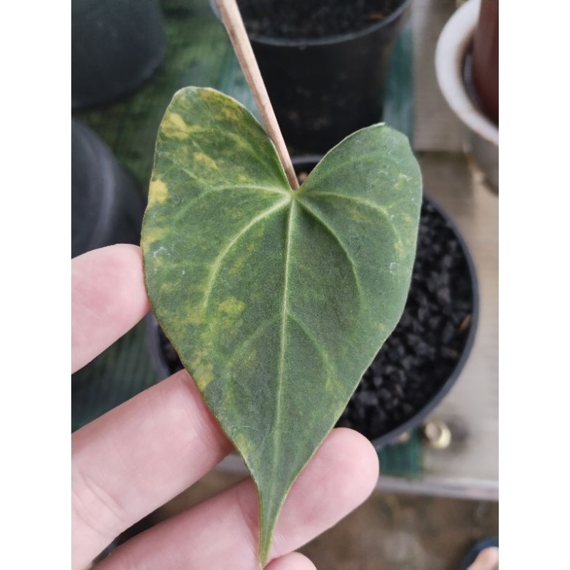 anthurium clarinervium varigata mewah hybrid