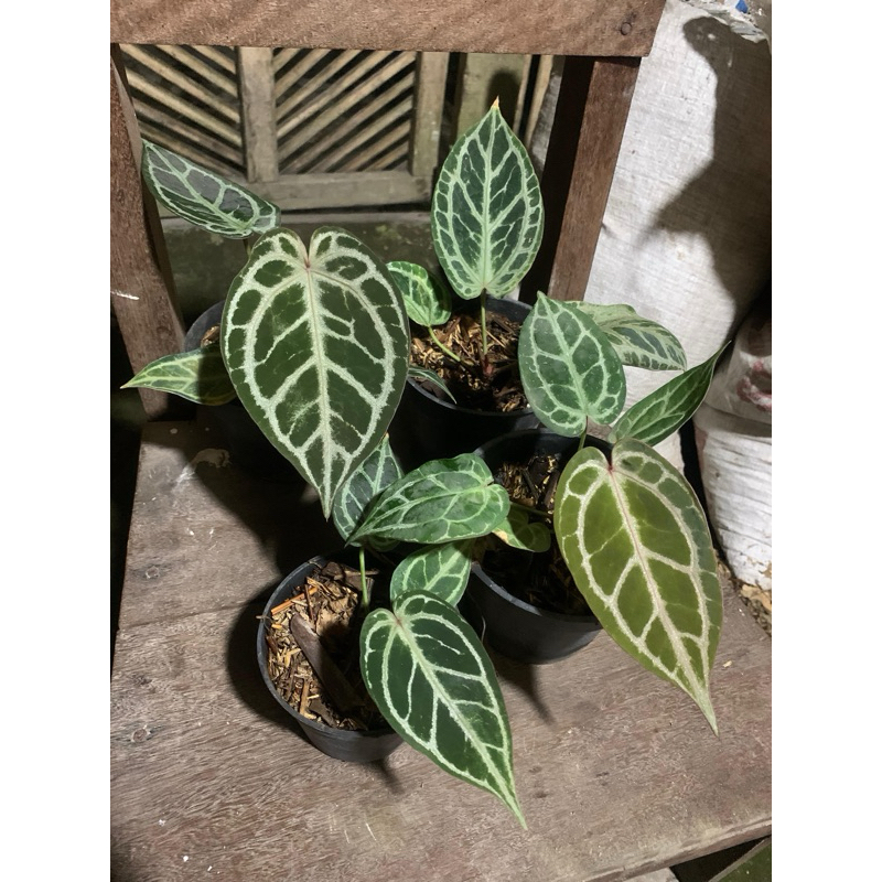 ANTHURIUM KING OF SPADES X RED CRYSTALLINUM