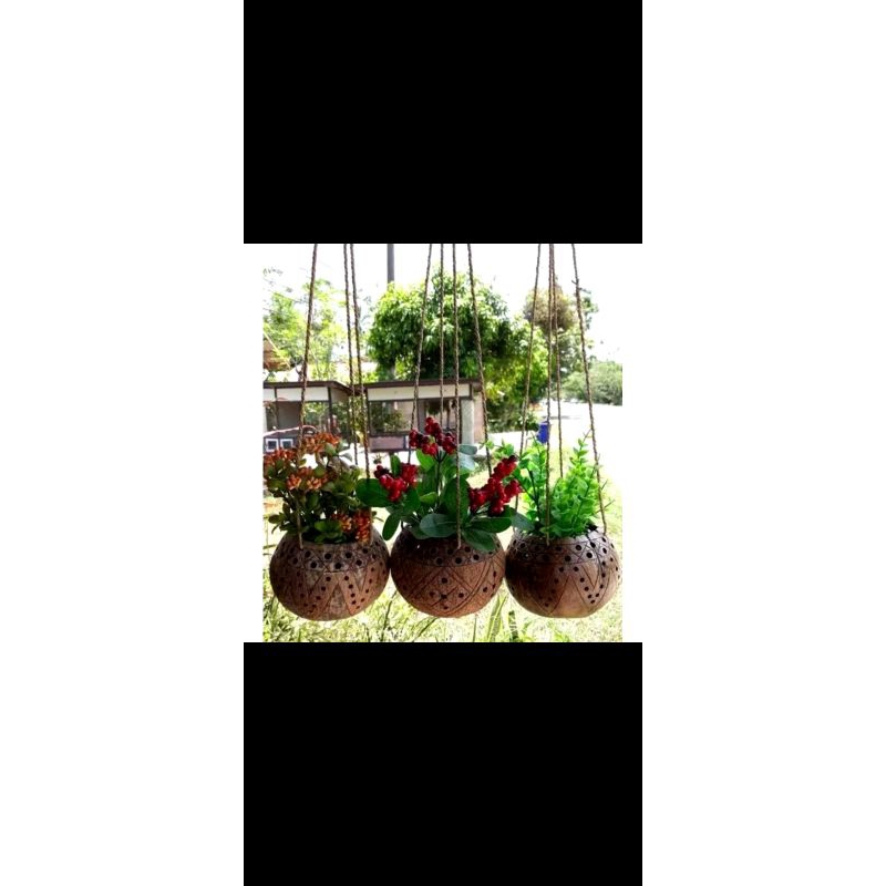 pot bunga gantung, pot bunga unik, pot bunga batok kelapa