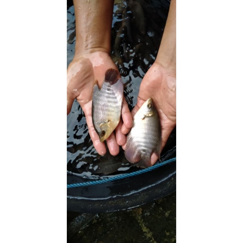 Bibit ikan gurame 3jari an paket 10-50ekor