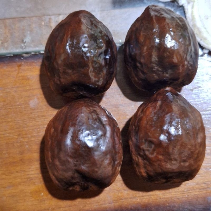 MUNCANG ADU JENIS AMAY (ANAK MAYIT)