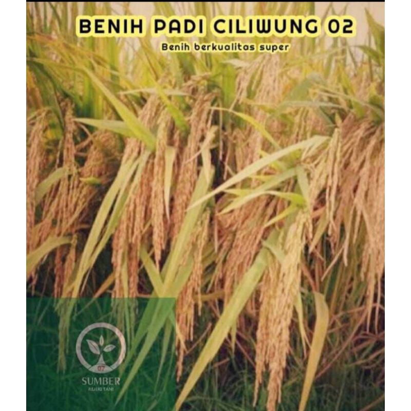 BENIH PADI CILIWUNG 02 5KG