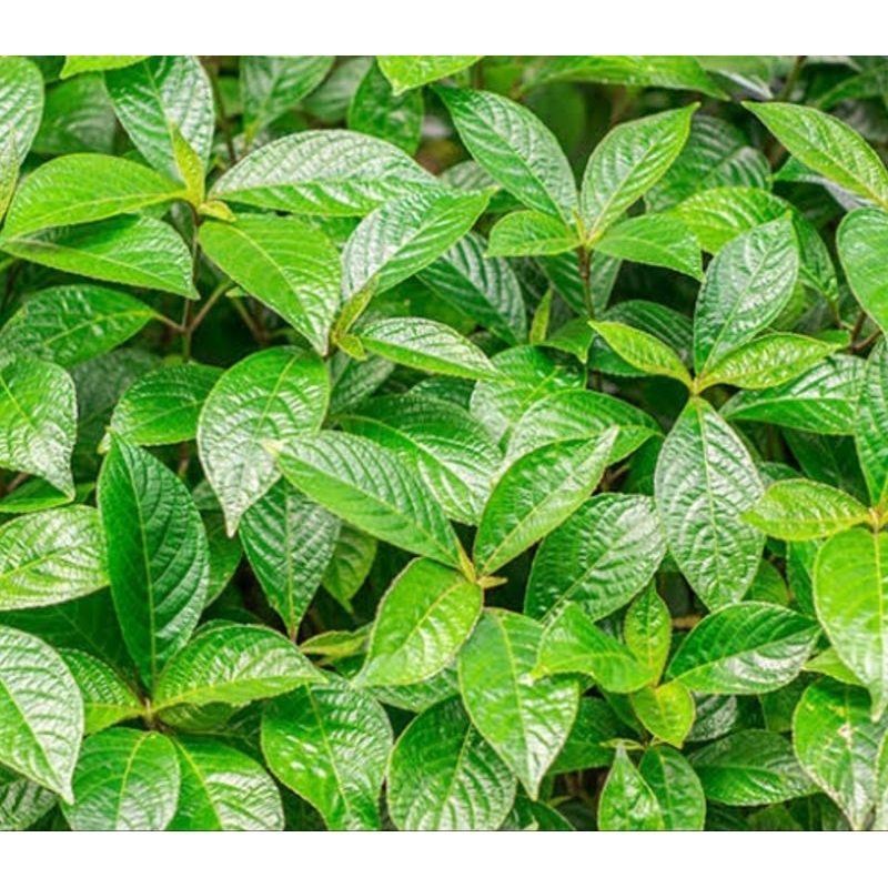 

Daun keji beling daun pecah beling segar 500 gram