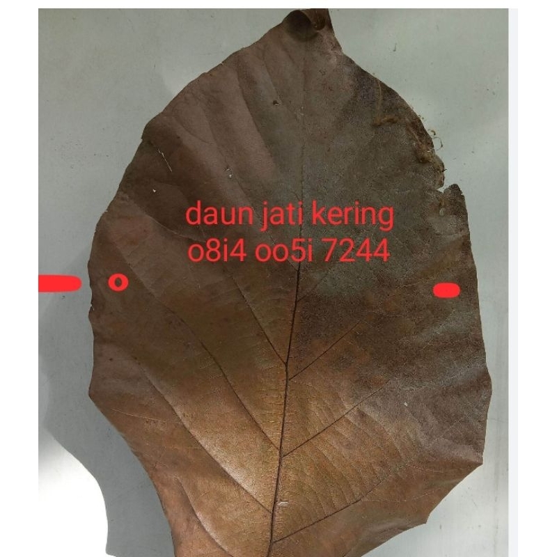 

daun jati asli ORGANIK