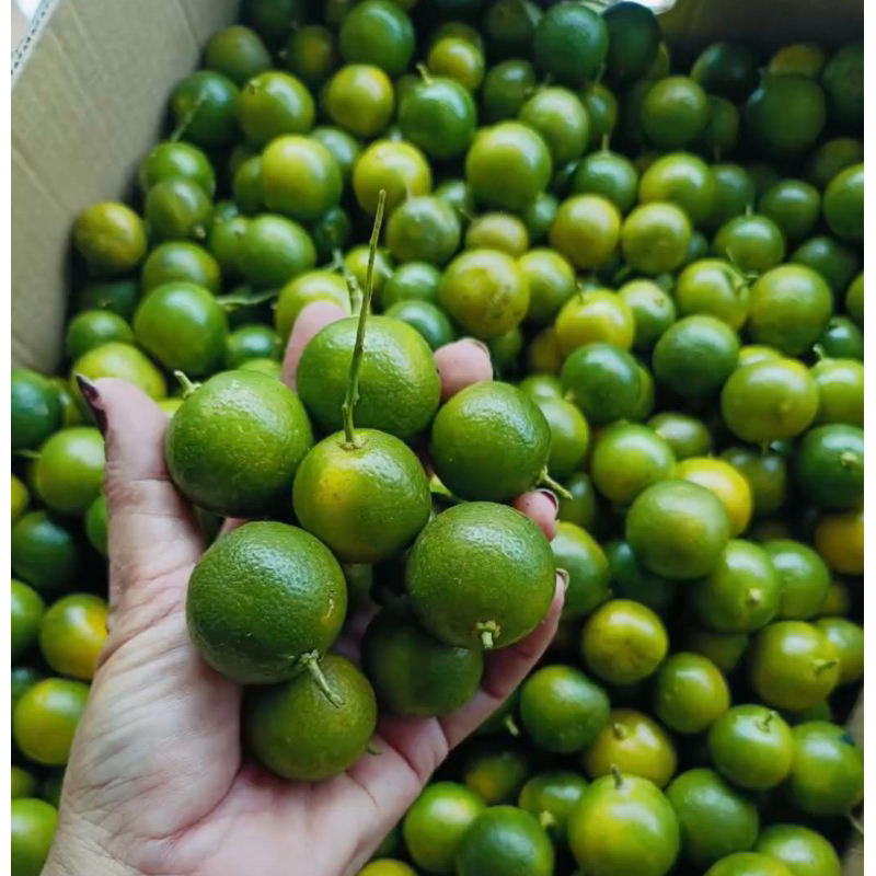 

jeruk sonkit untuk peras dan rujak