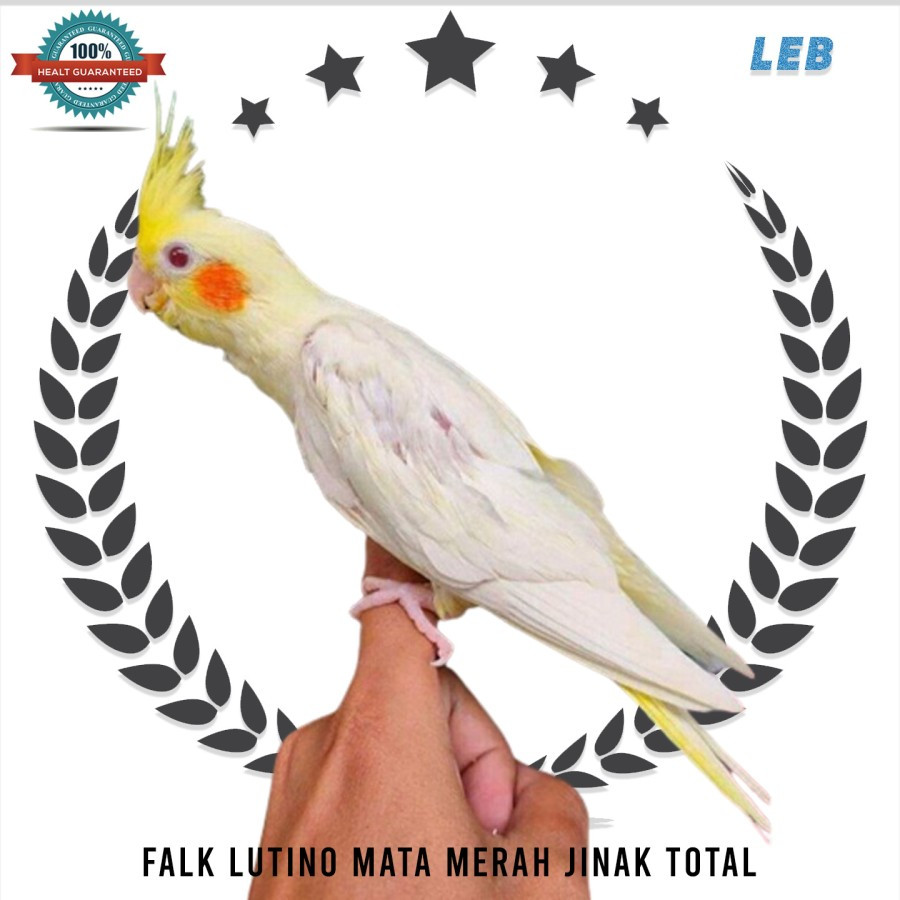 Burung Cockatiel Parkit Australia Falk Warna Lutino Mata Merah Jinak Total