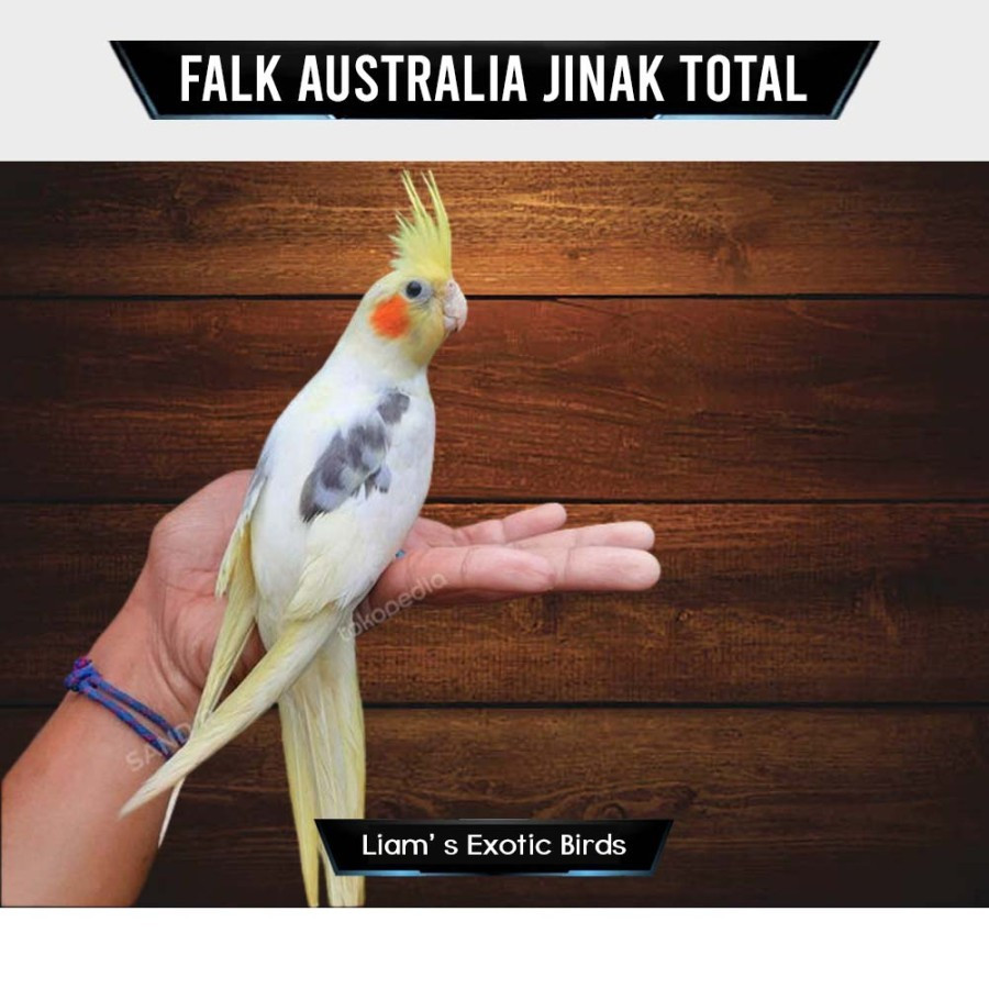 Burung Cockatiel Falk Parkit Australia Jinak Skill Bahan untuk FF Aman Untuk Anak warna Kuning Pied