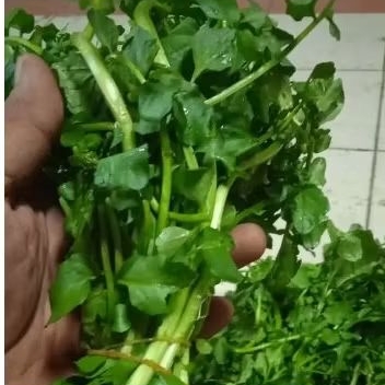 

Selada air 1ikat segar