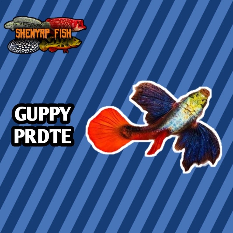 Hiasan Guppy PRDTE 1 pasang