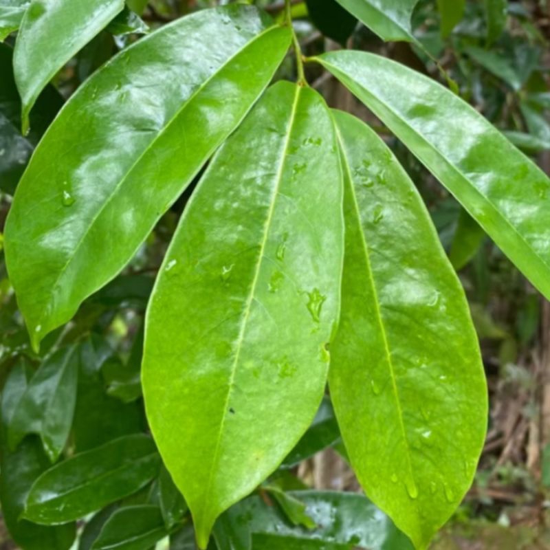 

Daun Sirsak Segar Obat Herbal Alami 100 Lembar