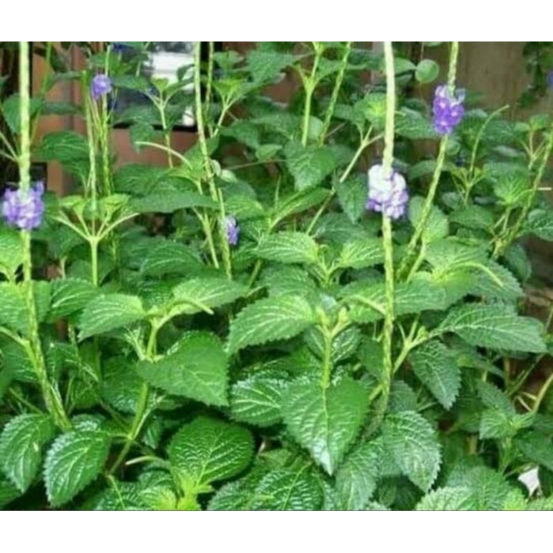 

Daun pecut kuda daun jarong segar 1 kg