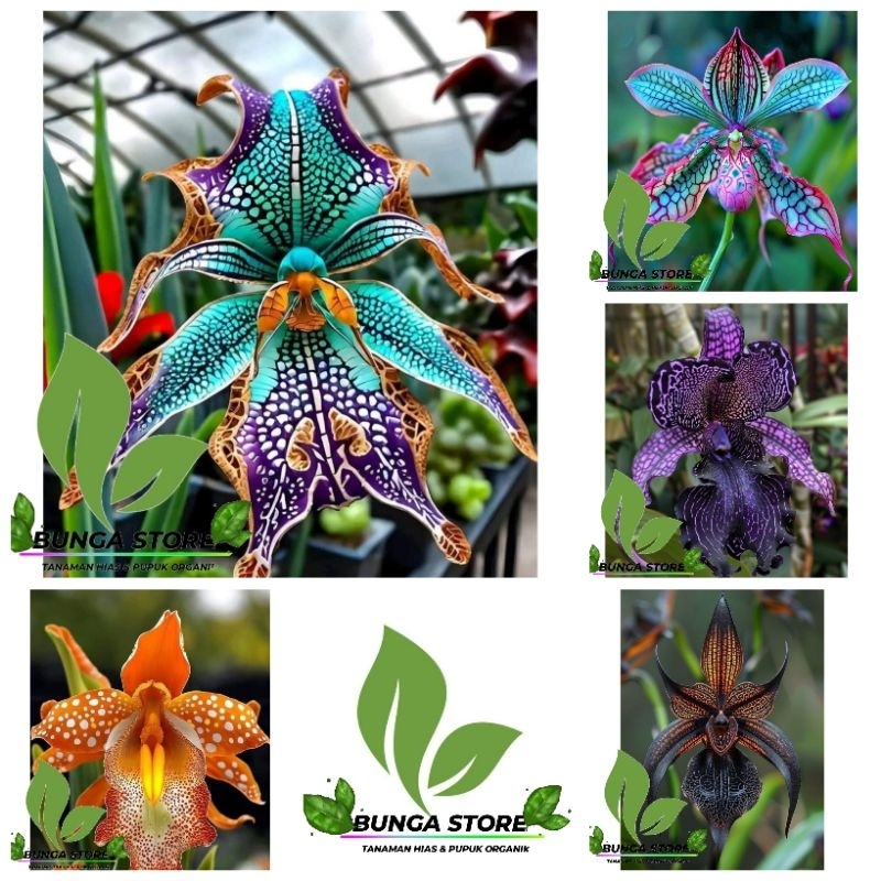 BUNGA ANGGREK DENDROBIUM IMPORT DEWASA - TANAMAN HIDUP ANGGREK DENDROBIUM IMPORT DEWASA SIAP BERBUNG