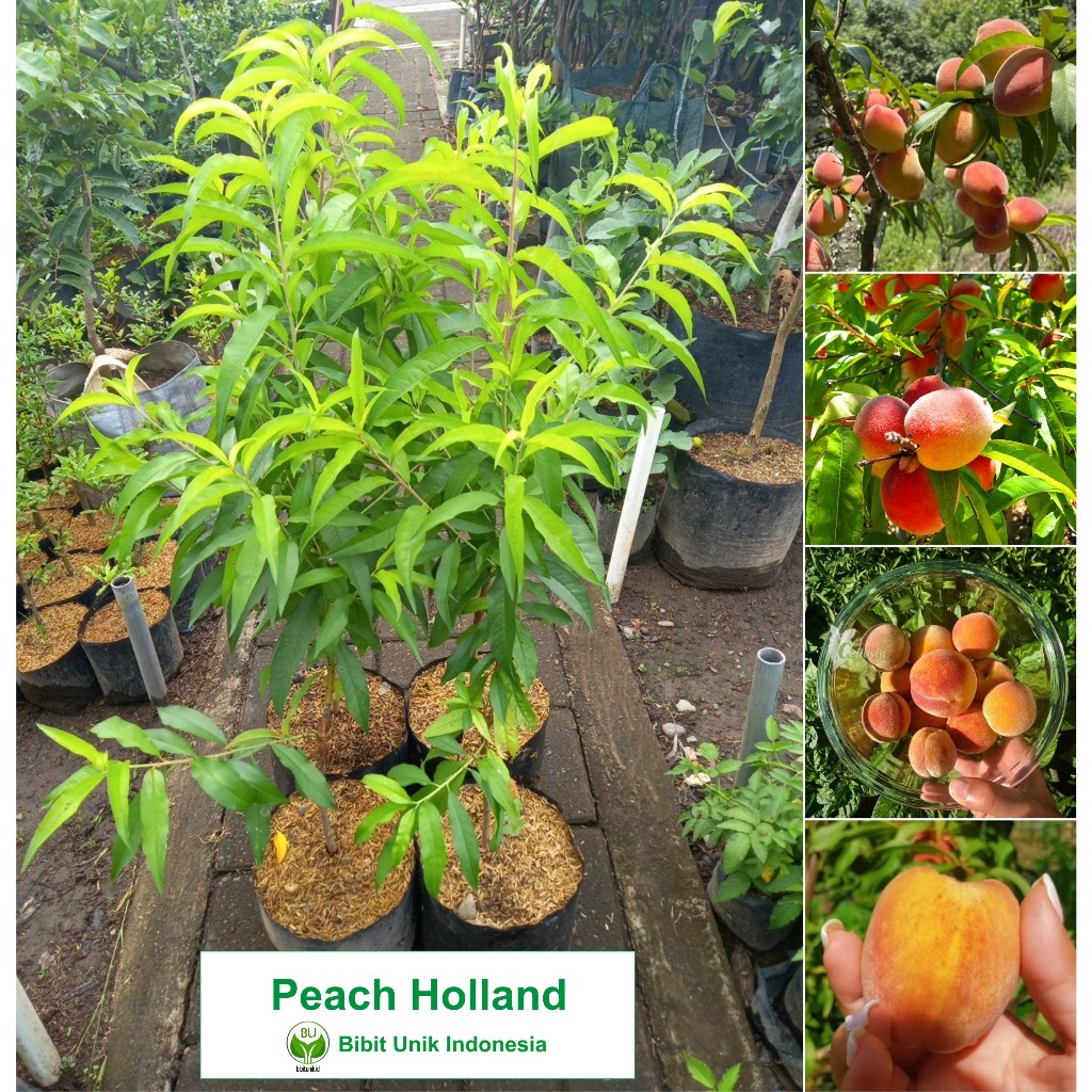 BIBIT PERSIK HOLLAND  /  PEACH HOLLAND SAMBUNG 1 METERAN  ORIGINAL  FULL MEDIA