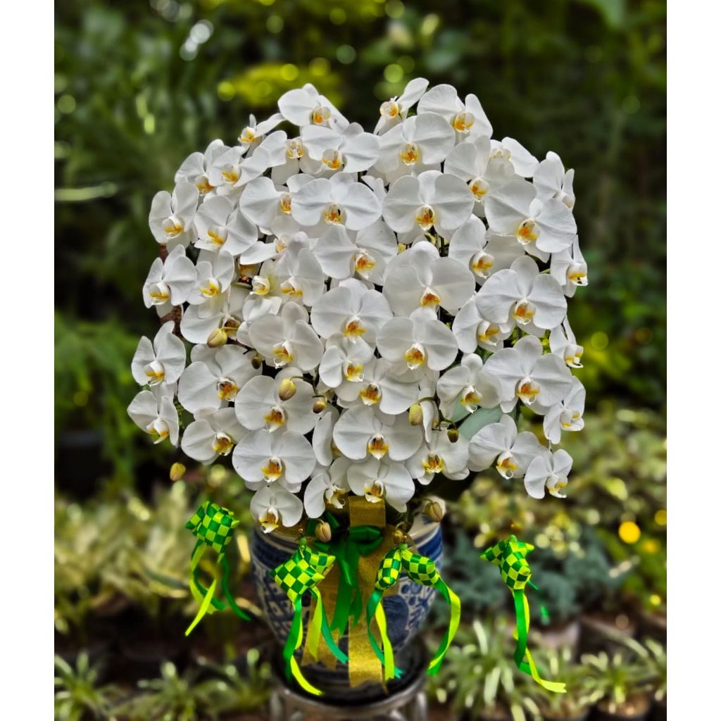 Hampers Lebaran – Anggrek bulan 9 Pohon Warna Putih Pot Keramik