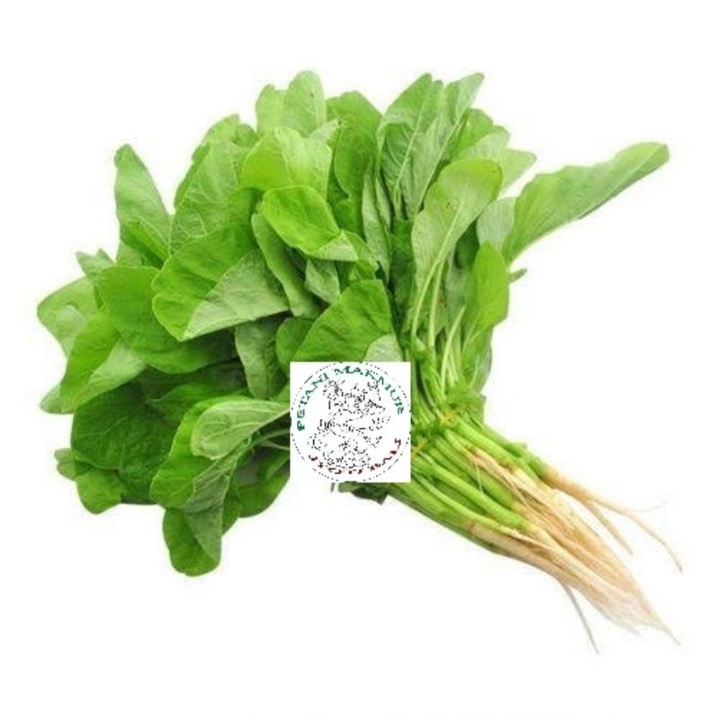 

JYOTI BAYAM AKAR 500 GR