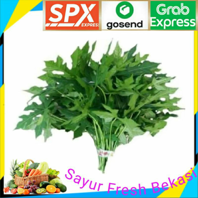 

Daun Pepaya Jepang (3 ikat.)