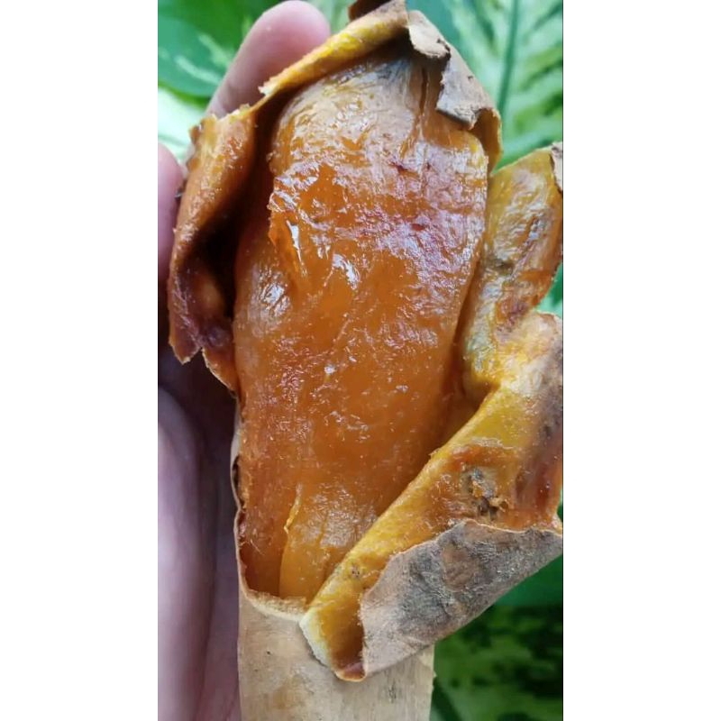 

Ubi Cilembu
