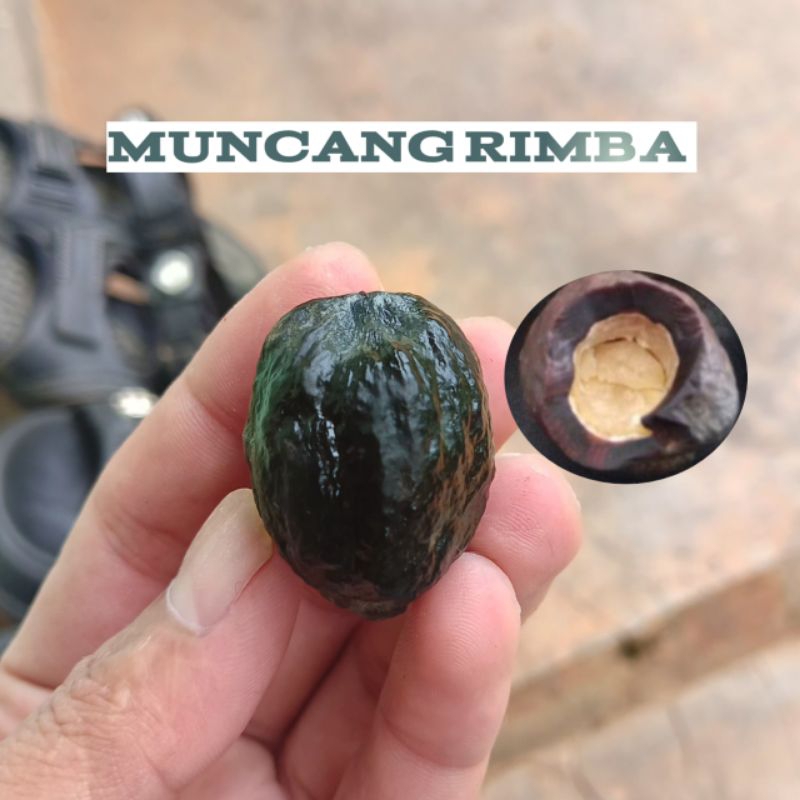 Muncang Adu Rimba Asli Maluku Harga Terjangkau