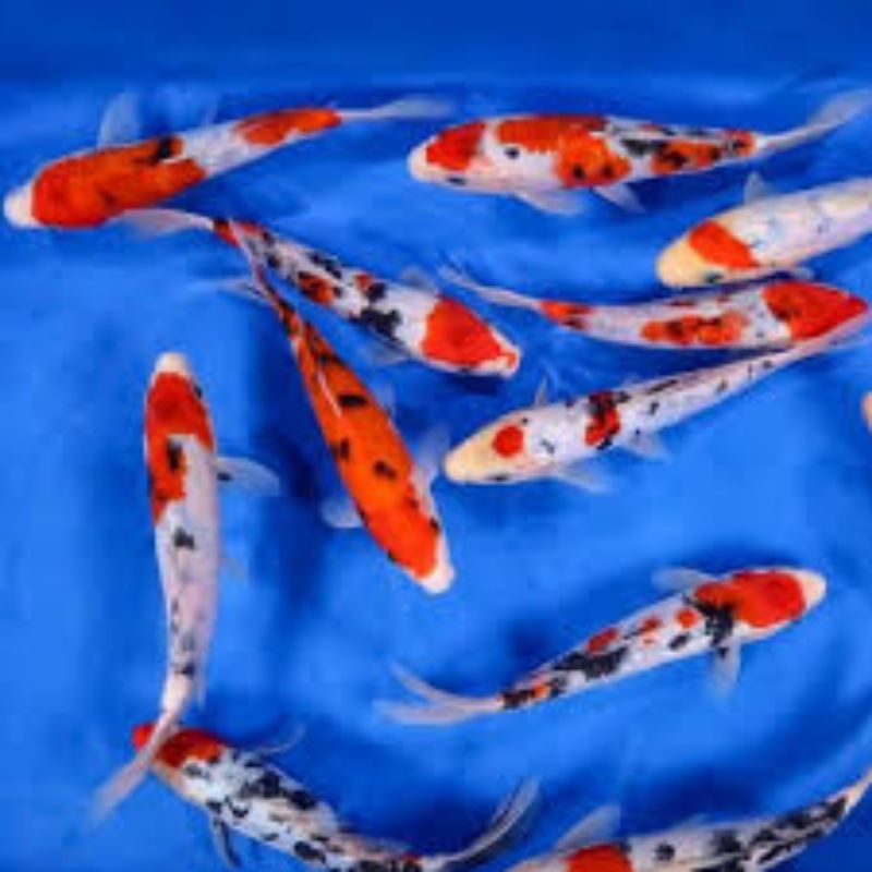 koi sanke/koi Blitar size 10+12 cm warna cantik cerah