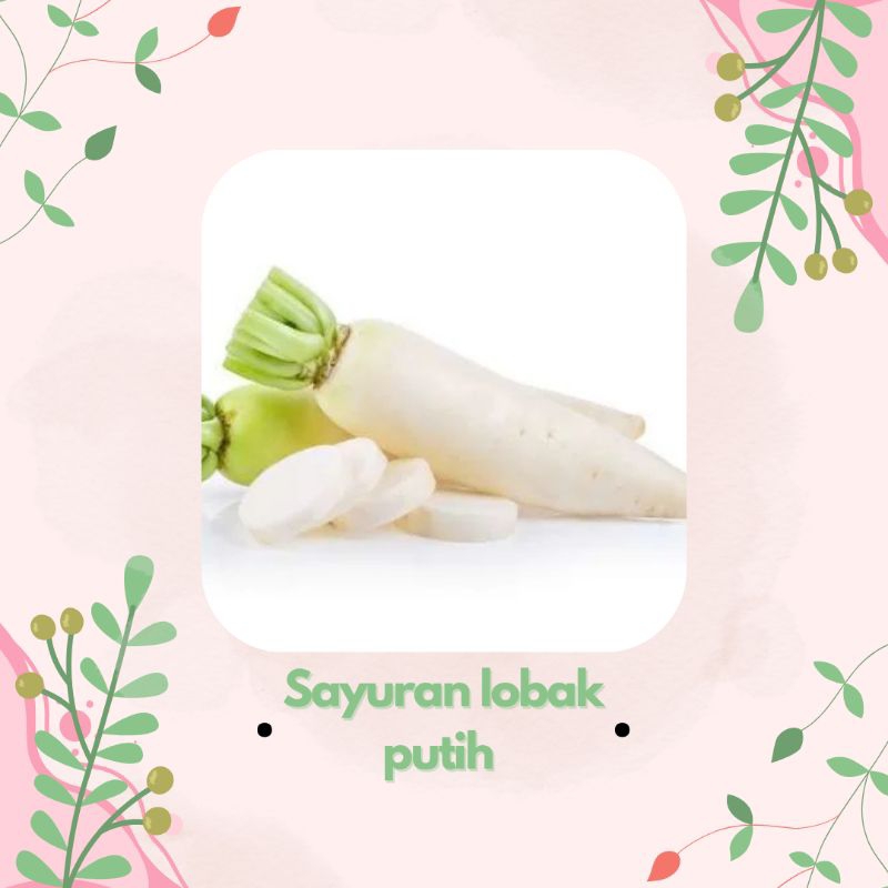 

lobakk putihhh murahh