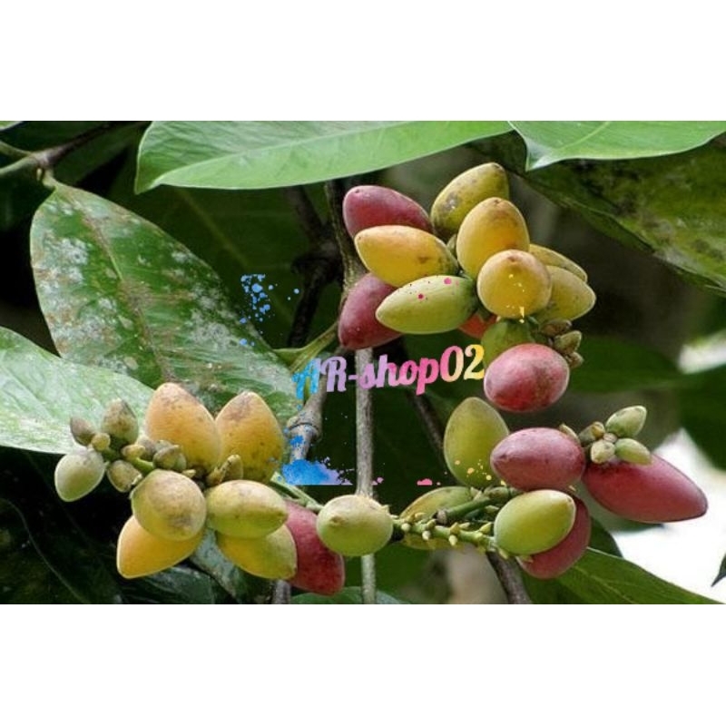 

tangkil melinjo muda fress | tangkil muda buat sayur asam | tangkil melinjo muda per 1kg