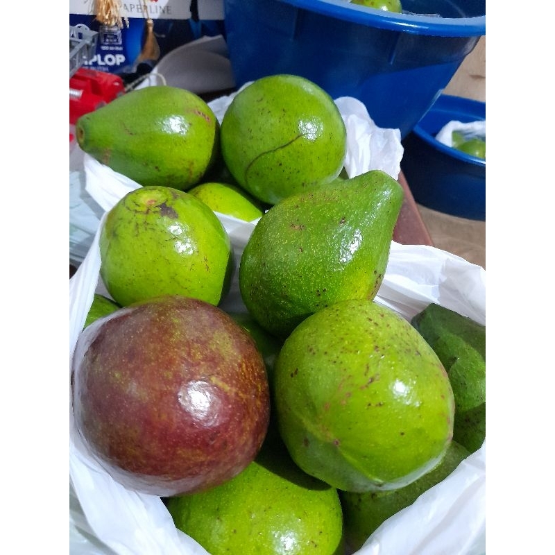 

Alpukat Mentega