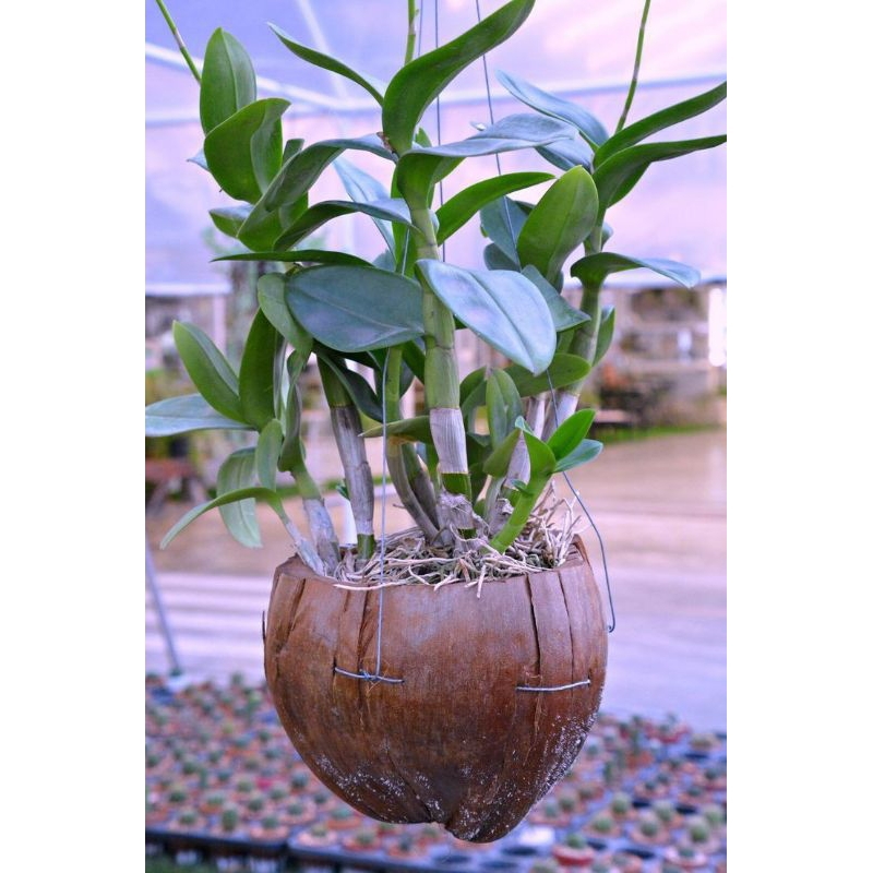 bibit anggrek merpati putih,anggrek super asli,anggrek hutan terlaris anggrek per 1 aket