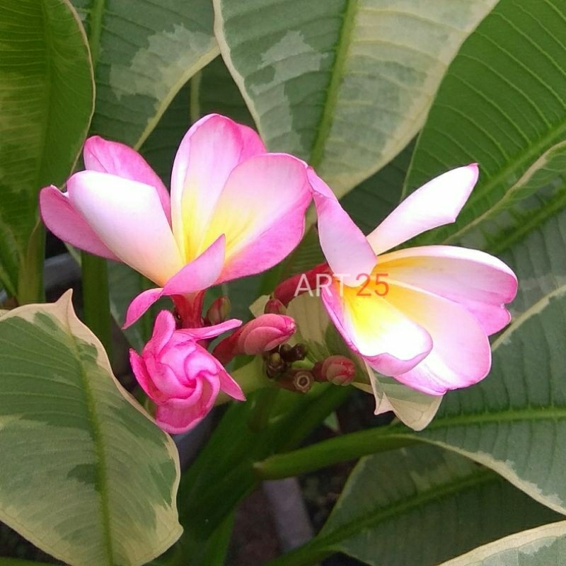 Plumeria Variegata 'Silver Leaf' Kamboja Bali Varigata