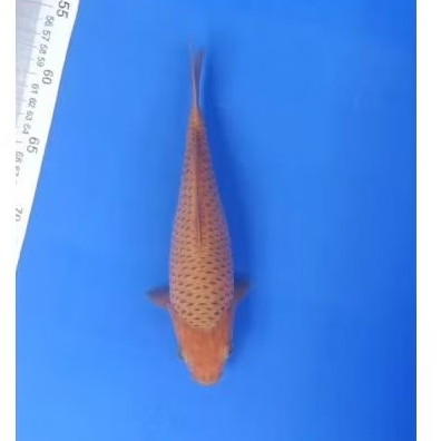 Ikan Koi Caramel / Karamel